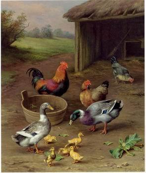 unknow artist poultry  147 China oil painting art